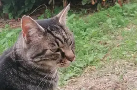 Animaux trouvés , photo: Chat tigré trouvé à Maurin