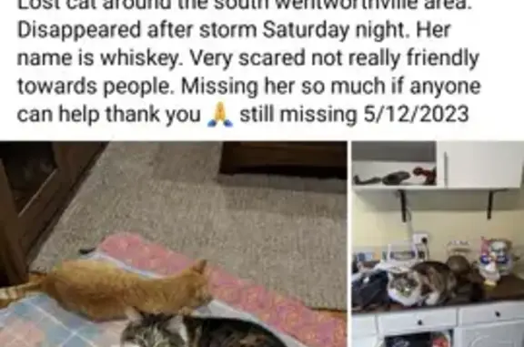 Lost Tabby Cat Whiskey - Biscayne Ave Help!