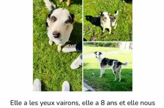 Chien perdu , photo : Avis de recherche: chien veron
