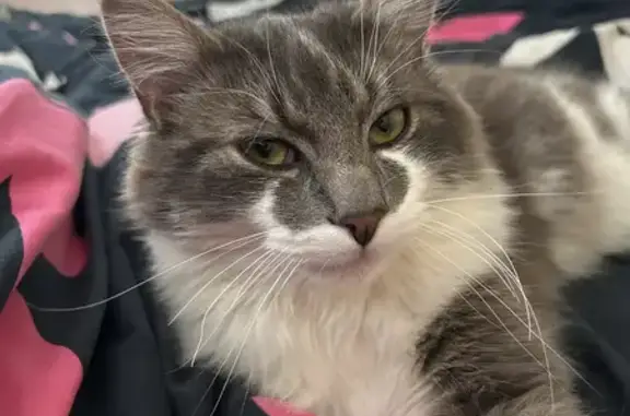 Chat perdu, Saint-Étienne, photo: Chat gris-blanc perdu à Saint-Victor