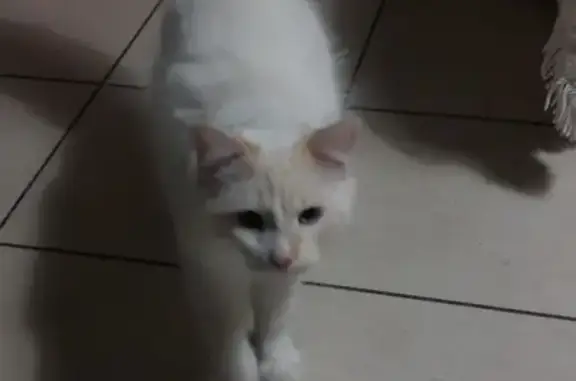 Chat perdu, , photo: Alerte: Chaton blanc Gost perdu