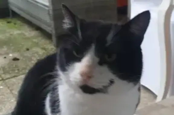 Chat trouvé , photo: Chat noir et blanc perdu