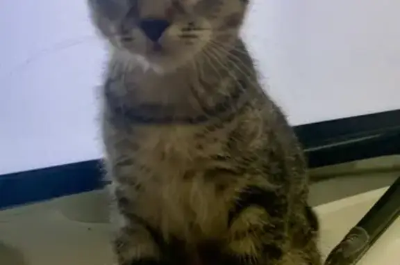 Lost pets , photo: Lost Kitten Alert: Pepper Grey & Ginger!