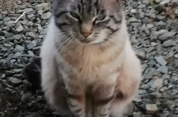 Animaux perdus Lanvollon, photo: Chat perdu à Lanvollon