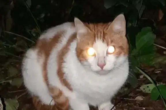 Chat craintif trouvé au Mans - photo