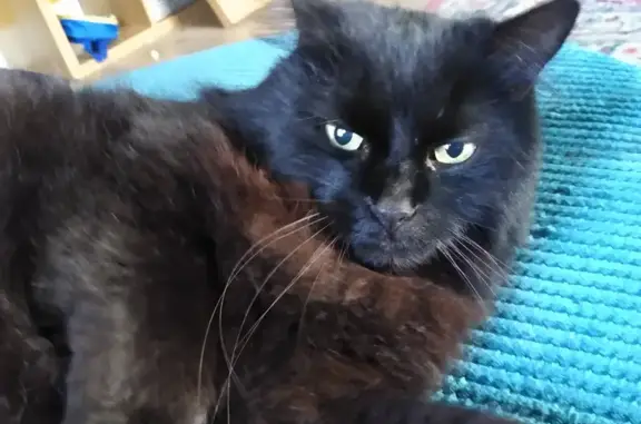Lost Black Cat with Yellow Eyes - Help Find Him!