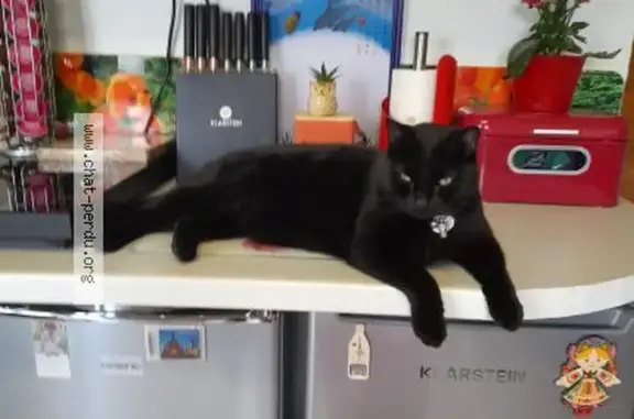 Chat perdu, Fontenay-aux-Roses, photo: Chat noir perdu, collier rouge