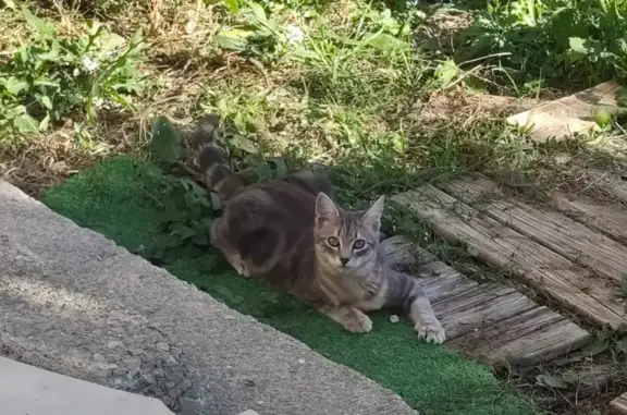 Animaux perdus Saint-Georges-d'Orques, photo: Plume, chaton tigré, disparu