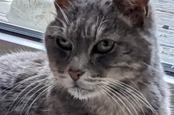 Chat craintif trouvé, Brétigny-sur-Orge - photo