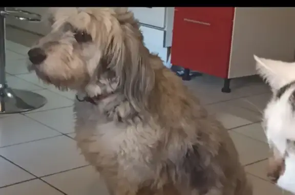 Chien perdu Aubenas, photo : Chienne Lizzy perdue à Aubenas
