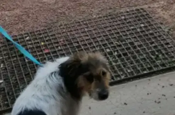 Animaux perdus Le Puy-Notre-Dame, photo: Chien perdu au Puy-Notre-Dame