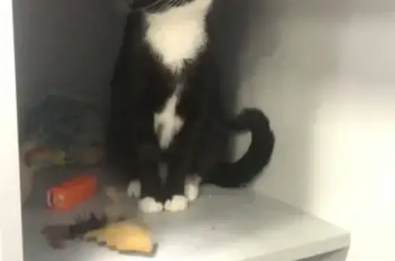 Lost Tuxedo Cat: Fern, 3.5yrs - Oban St, Blacktown