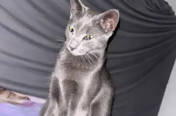 Chat trouvé à Cergy, non pucé - photo