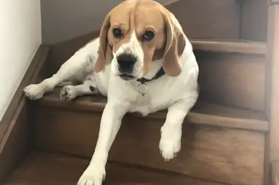 Chien perdu Chatou, photo : Beagle perdu à Gambetta, Chatou