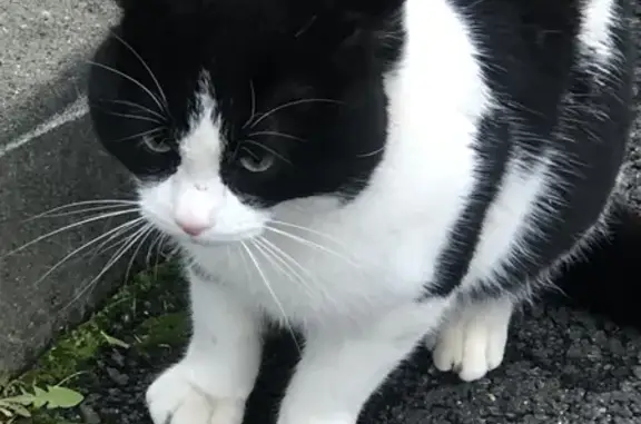 Animaux trouvés Chevilly-Larue, photo: Chat noir et blanc perdu à Barbanson