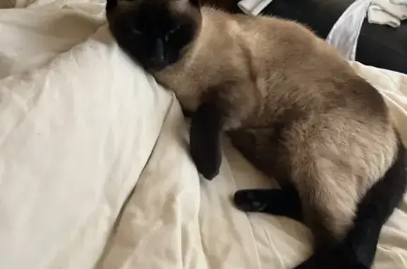 Chat perdu, Dinan, photo: Sissi, chatte siamoise perdue