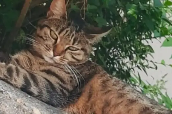 Chat perdu, Arcueil, photo: Chat tigré perdu à Arcueil