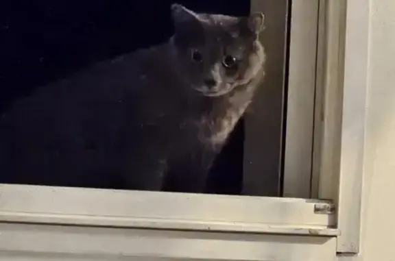 Chat retrouvé Rue Carnot 51 - photo