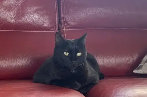 Animaux perdus Magalas, photo: Chatte noire perdue à Magalas