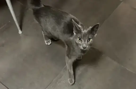 Chaton gris perdu à Cergy - photo