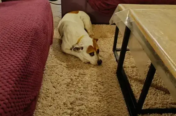 Chien staffie perdu à Vieille-Toulouse - photo