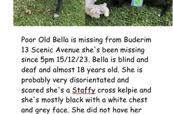 Help Find Bella: Blind & Deaf Senior Dog Lost!