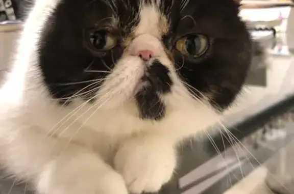 Missing cat , photo: Lost Calico Exotic Shorthair - Monash Area!