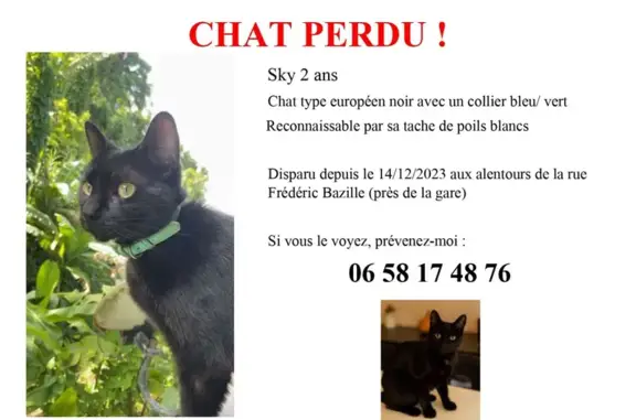 Animaux perdus Montpellier, photo: Chat noir perdu, collier bleu