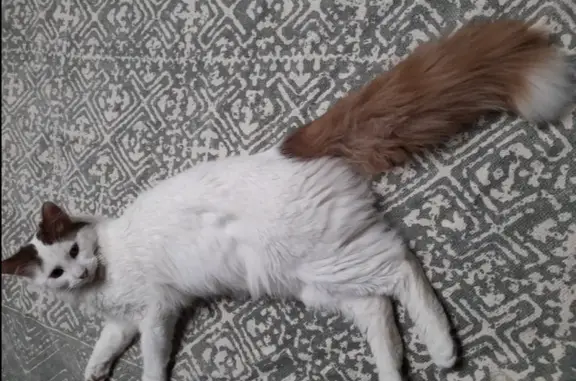 Chat perdu, , photo: Chat blanc tacheté perdu à Véry