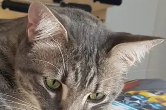 Animaux perdus Séné, photo: Chat gris-blanc perdu à Séné