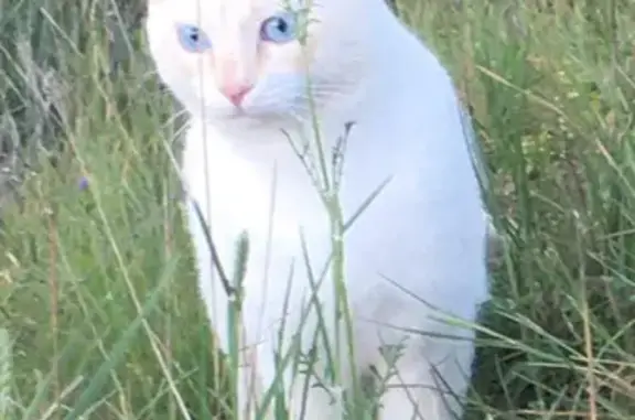 Animaux perdus Béziers, photo: Alerte: Snow le chat perdu à Béziers