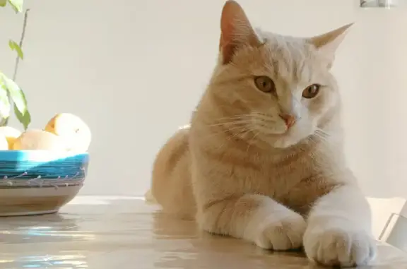 Animaux perdus Toulon, photo: Chaton roux perdu à Toulon