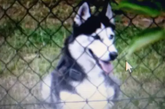 Animaux perdus , photo: Mitika, Husky égarée à Fleury