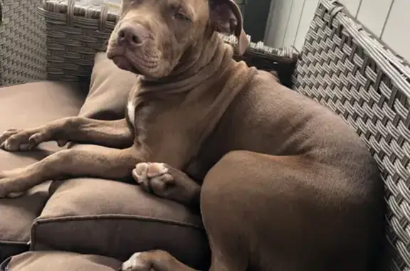 Lost Female Staffy - Scared & Missing in Logan!