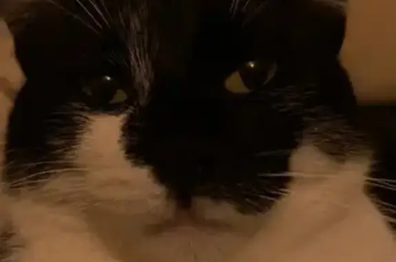 Animaux perdus Marssac-sur-Tarn, photo: Chat noir et blanc perdu à Marssac