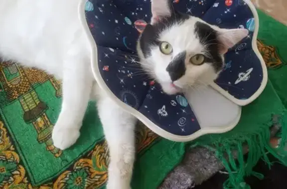 Chat perdu, Mantes-la-Jolie, photo: Chat Vanne perdu à Neuilly