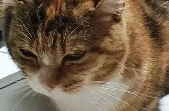 Chat trouvé Les Sables-d'Olonne, photo: Chatte rousse perdue aux Sables