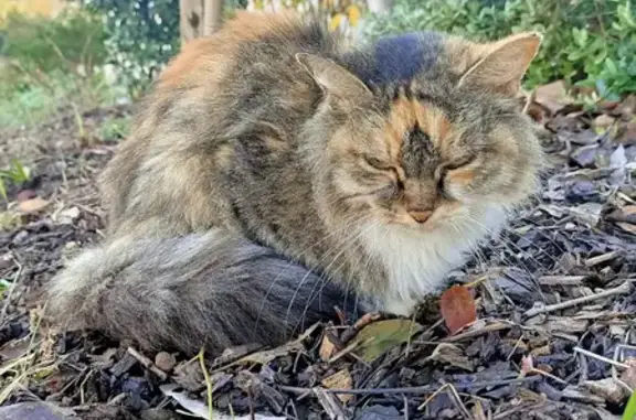 Chat âgé trouvé à La Rochelle - photo