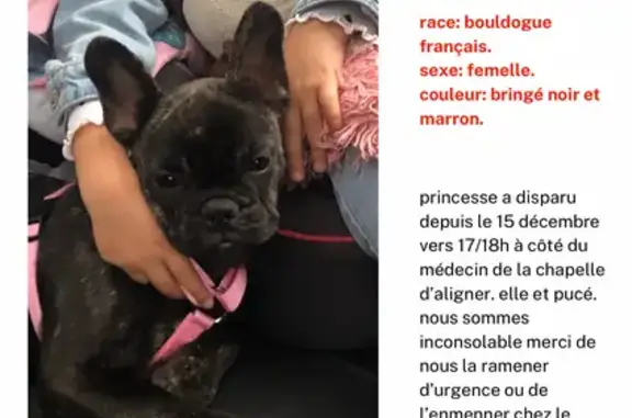 Chien perdu , photo : Chien perdu, tache blanche, La Chapelle