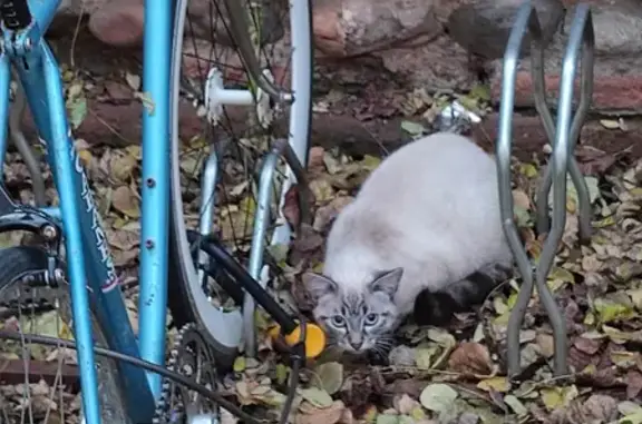 Chat effrayé trouvé à Toulouse - photo