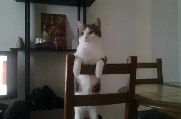 Chat perdu, Vigneux-sur-Seine, photo: Chat perdu à Vigneux-sur-Seine