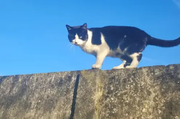 Chat noir et blanc perdu à Pierrelaye - photo