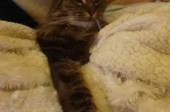 Animaux perdus Bordeaux, photo: Chatte âgée perdue à Bordeaux