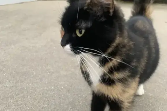 Animaux trouvés Kervignac, photo: Chaton sociable trouvé à Kervignac