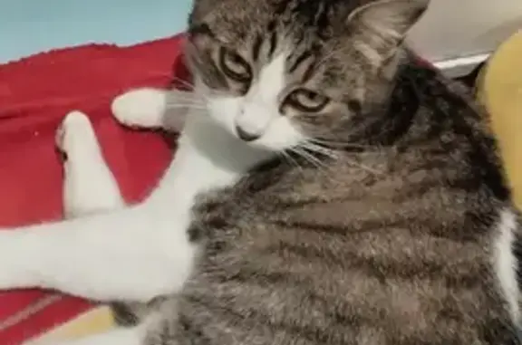 Chatte âgée retrouvée à Birac - photo
