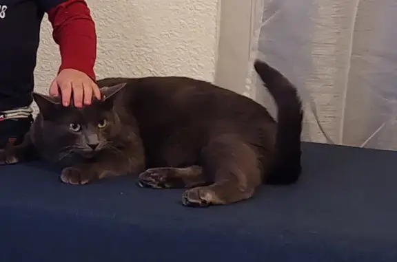 Animaux perdus Saint-Orens-de-Gameville, photo: Chat dodu perdu à Saint-Orens