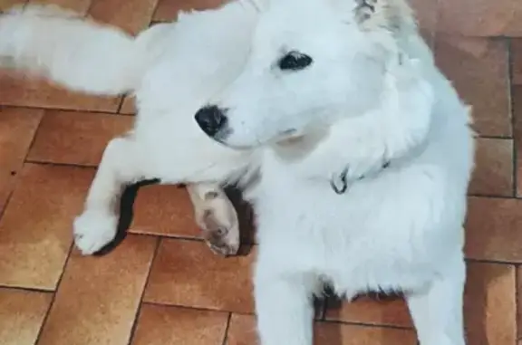 Animaux perdus , photo: Chien blanc perdu à Albefeuille