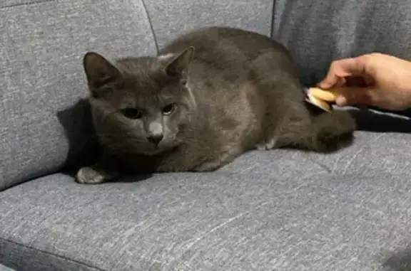 Lost Gray Russian Blue Cat - Moretti Ct, Geelong!