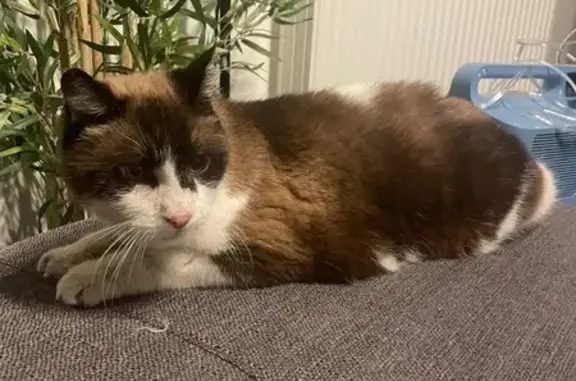 Chat mâle perdu à Villenave - photo