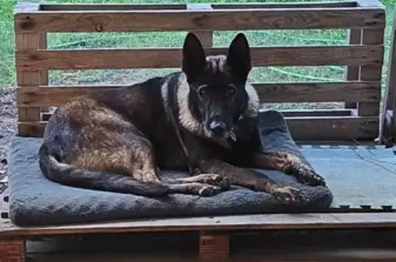 Animaux perdus Mérignac, photo: Chien perdu à Mérignac, rue Clemenceau